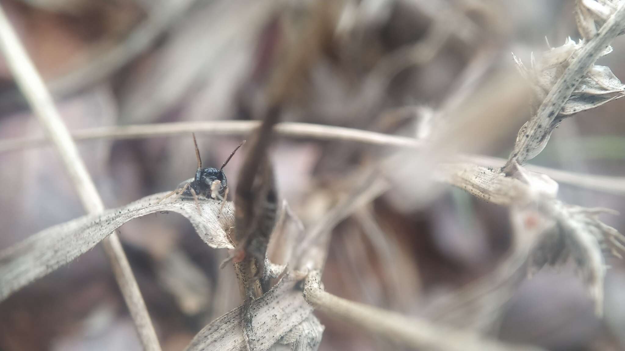 Image of Madhyattus jabalpurensis Prószyński 1992