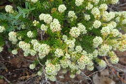 Image of Phylica axillaris var. maritima Pillans