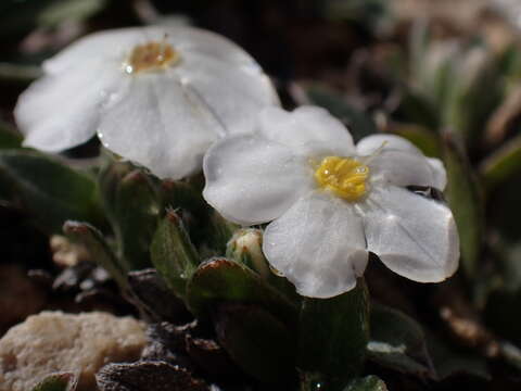 Image of Myosotis colensoi (Kirk) Macbr.