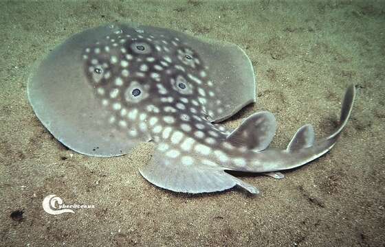 Image of Common Torpedo Ray