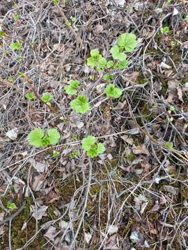 Image of Ribes fragrans Pall.