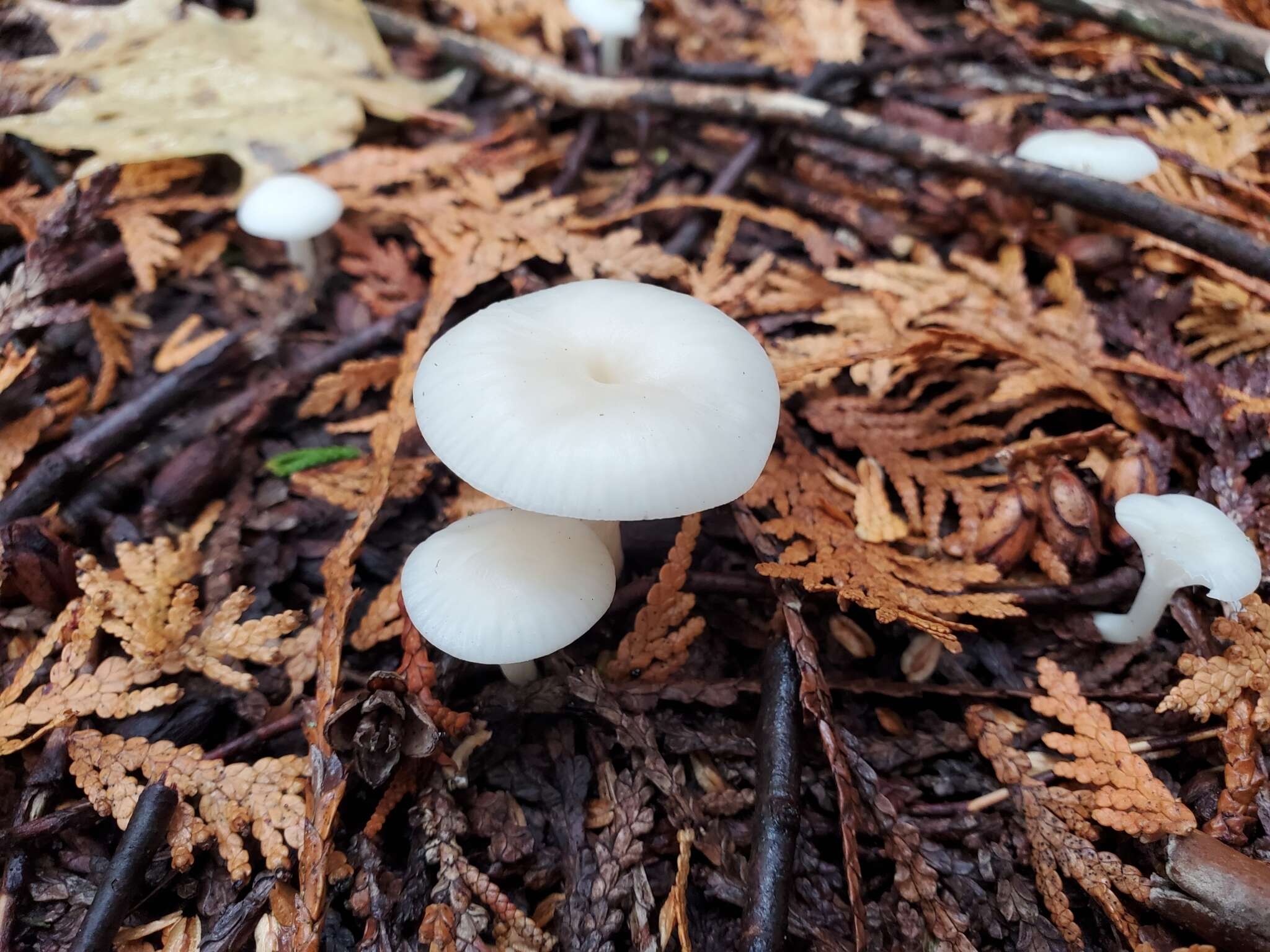 Image of Cuphophyllus borealis (Peck) Bon ex Courtec. 1985