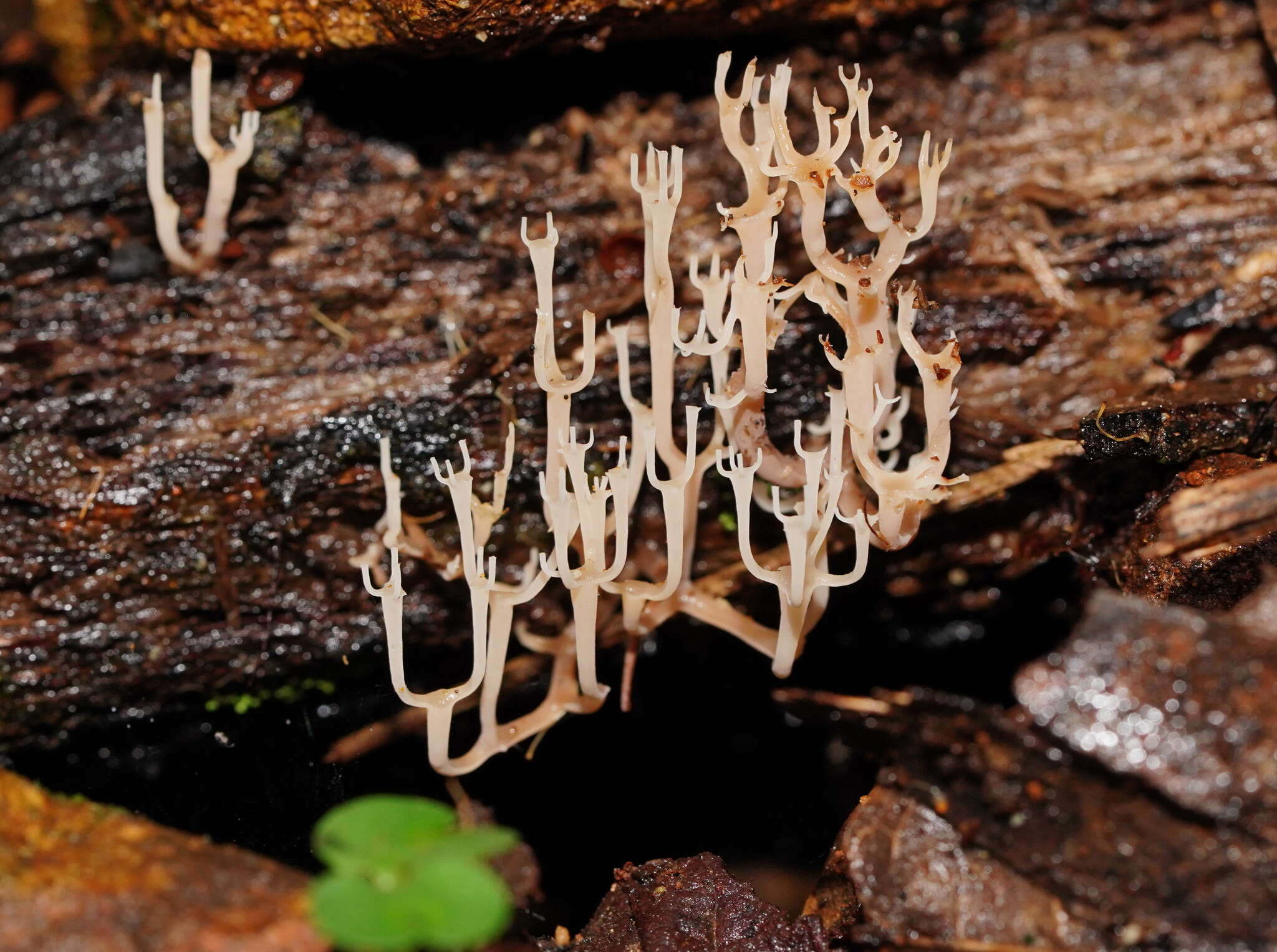 Image of Artomyces colensoi (Berk.) Jülich 1982