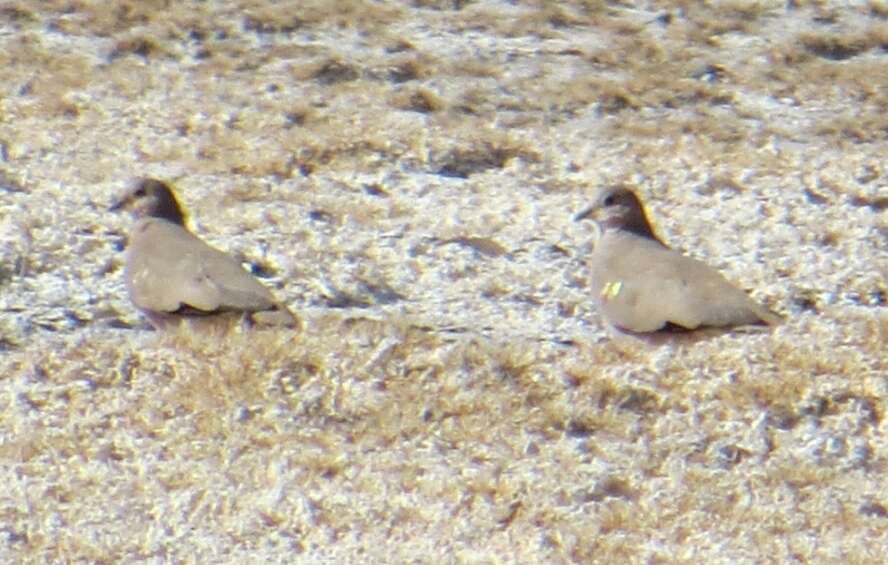 Image of Golden-spotted Ground Dove