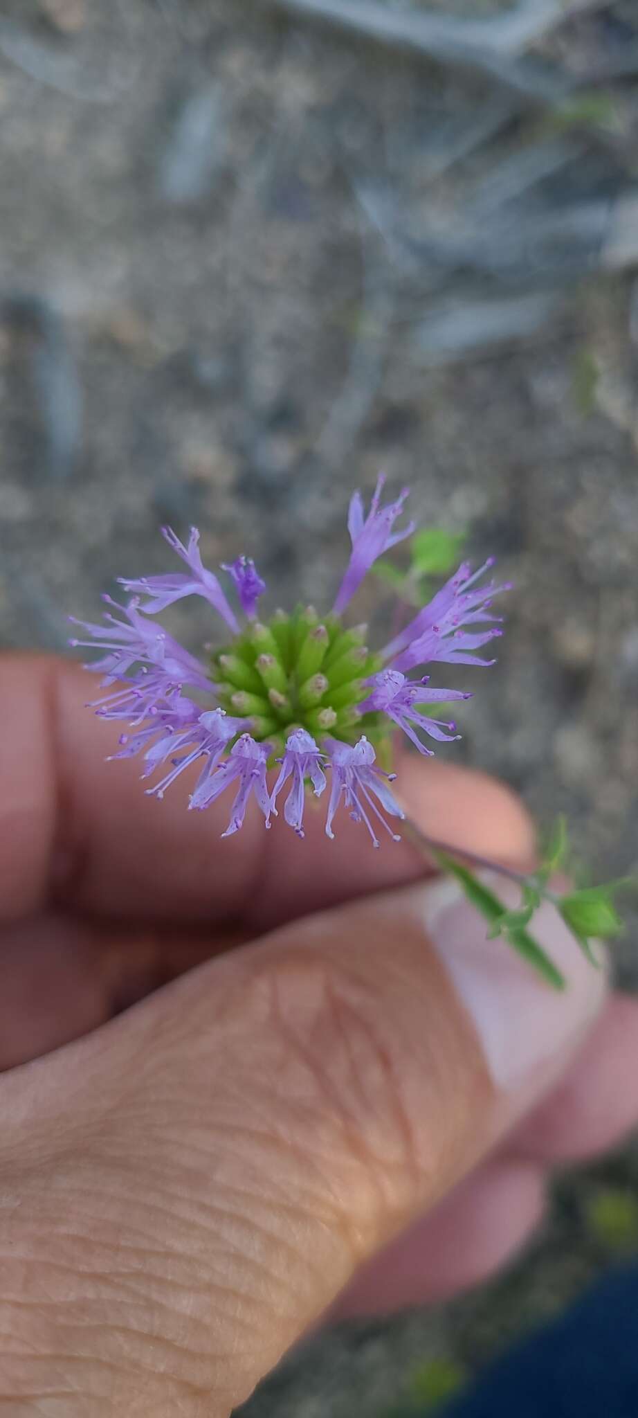 Imagem de Monardella breweri subsp. microcephala (A. Gray) Elvin & A. C. Sanders