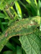 Image of Puccinia pulverulenta Grev. 1824