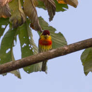 Image of Lemon-throated Barbet