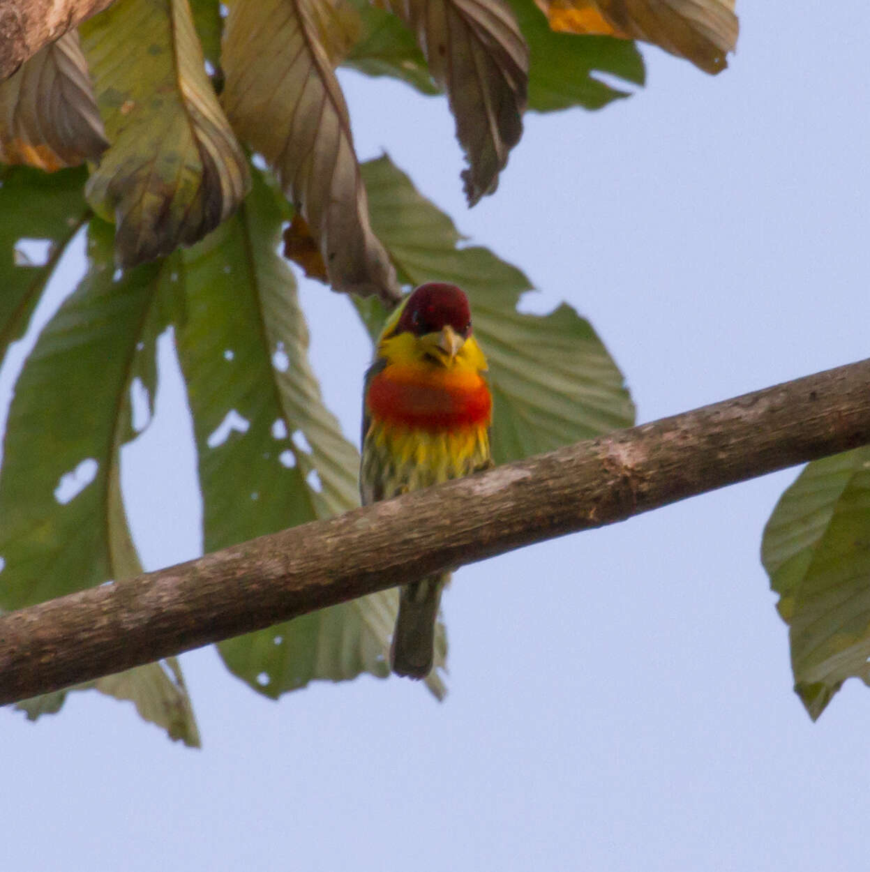 Image of Lemon-throated Barbet