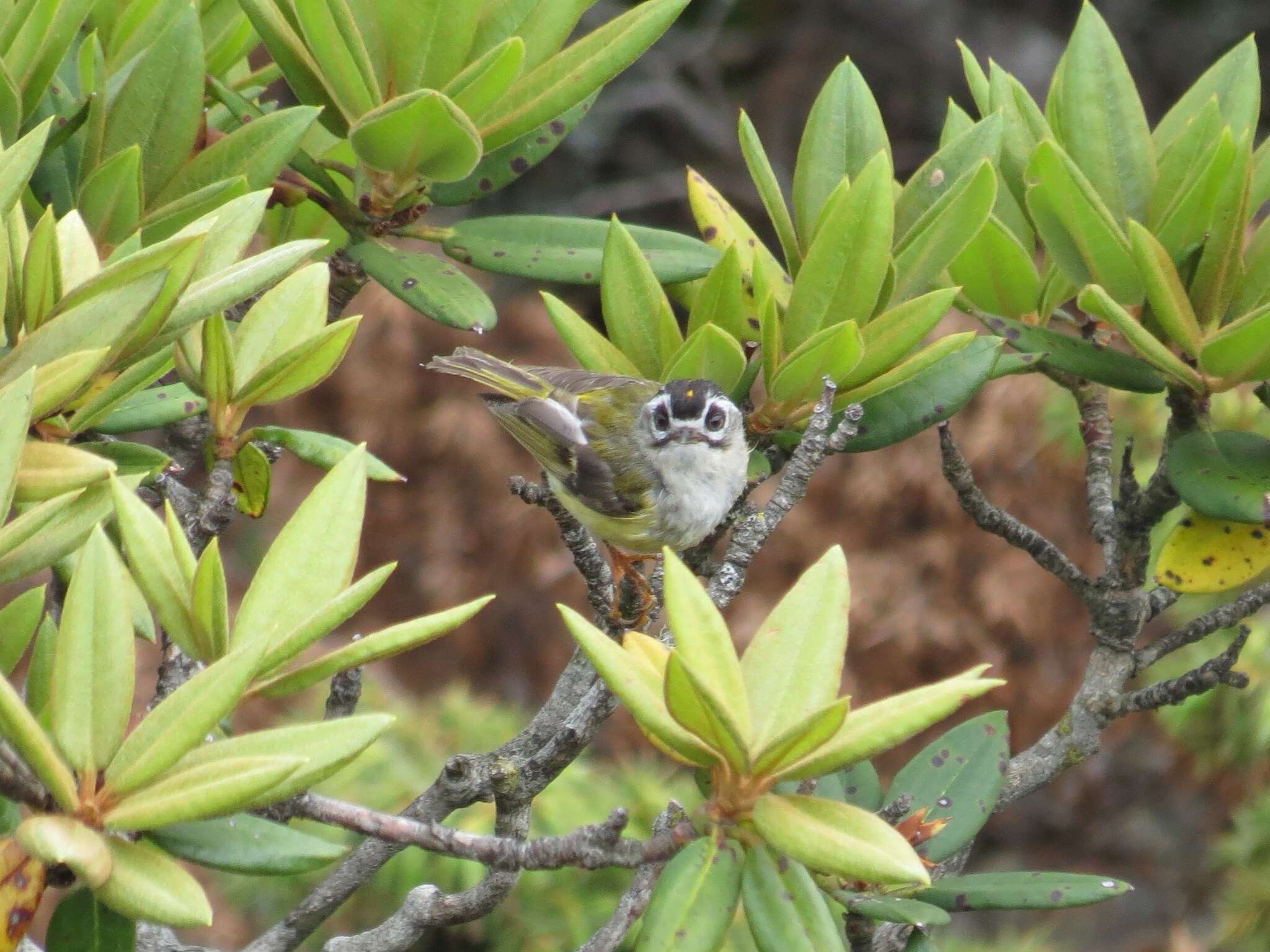 Image de Roitelet de Taiwan