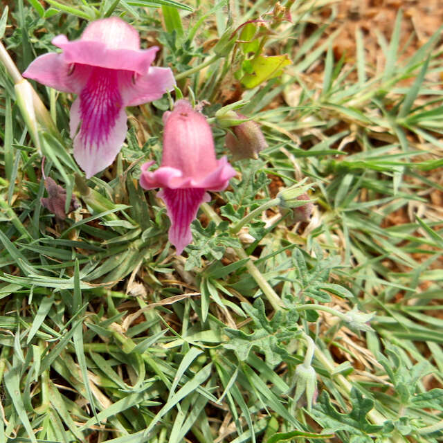 Plancia ëd Dicerocaryum senecioides (Klotzsch) Abels