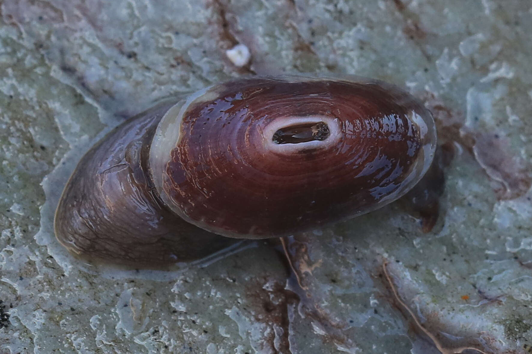 Image of Dendrofissurella McLean & Kilburn 1986