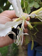 Plancia ëd Bauhinia forficata subsp. pruinosa (Vogel) Fortunato & Wunderlin