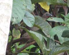 Image of Speckled Chachalaca