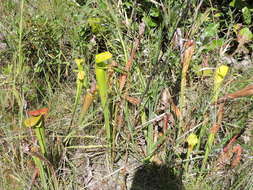 Image of Yellow Trumpets