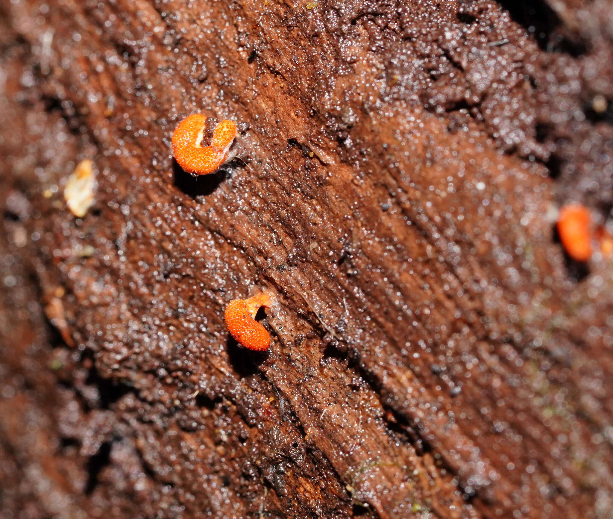 Plancia ëd Cordyceps militaris (L.) Fr. 1818