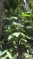 Image of Dimocarpus longan subsp. malesianus Leenhouts