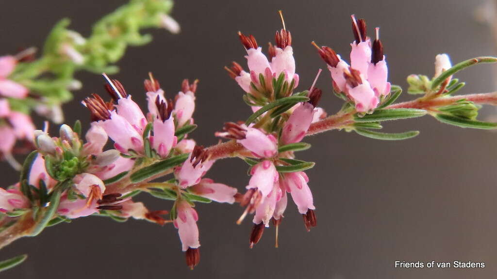 Image of <i>Erica <i>simulans</i></i> var. simulans