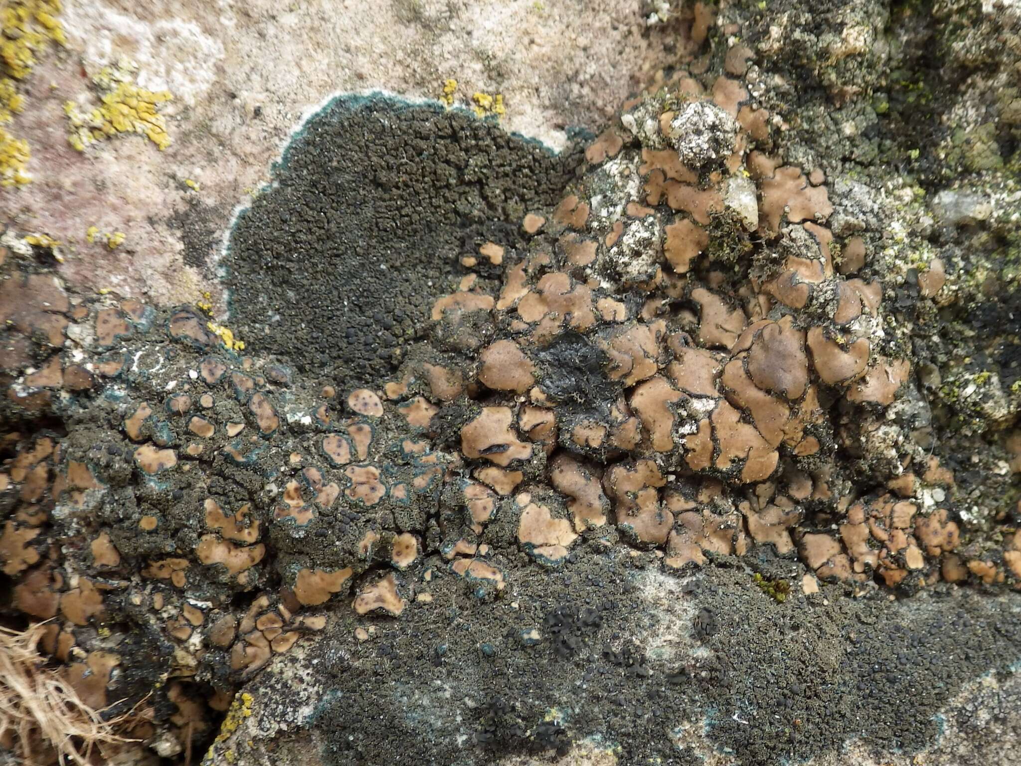 Image of chalice lichen