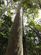 Image of lemonscented gum