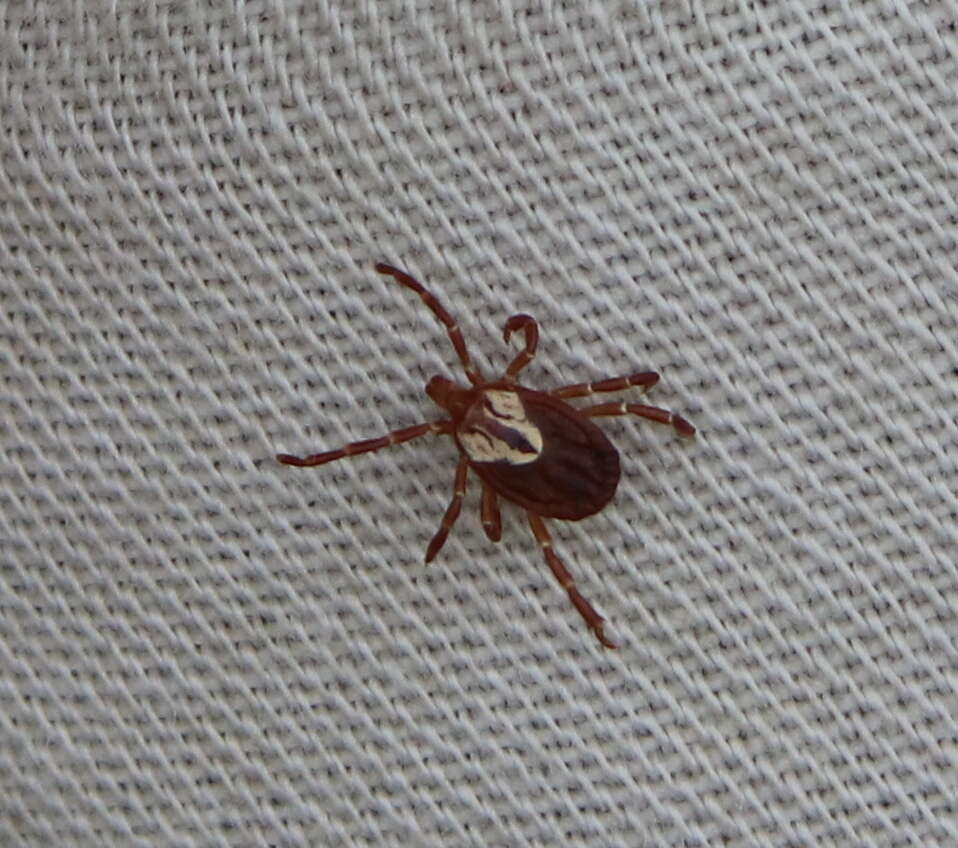 Image of Gulf Coast Tick