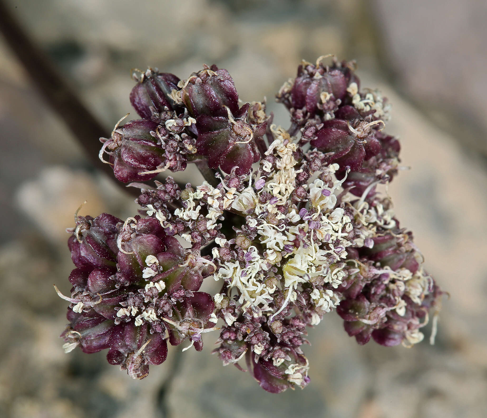 Plancia ëd Aulospermum aboriginum (M. E. Jones) Mathias