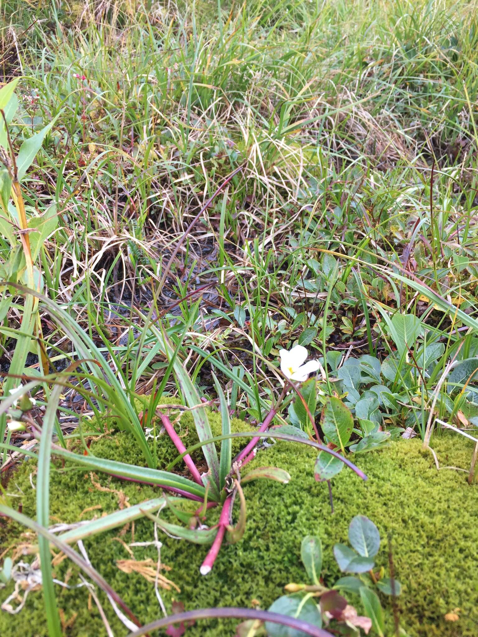 Image of Grass-Leaf Springbeauty