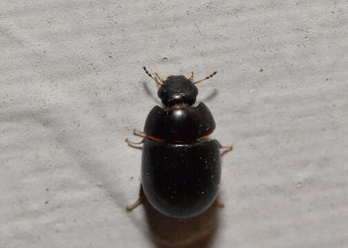 Image of Water scavenger beetle