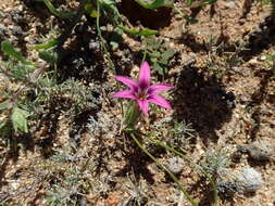 Image of Romulea kamisensis M. P. de Vos