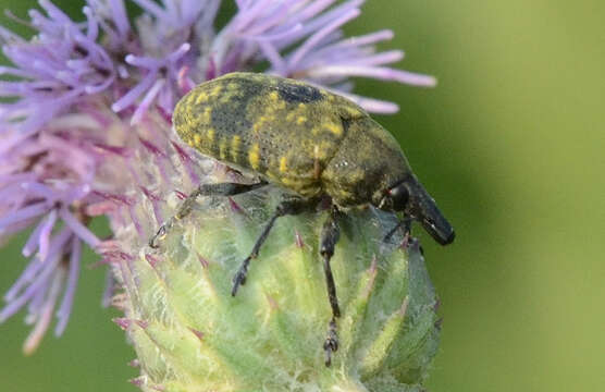 Image of Weevil