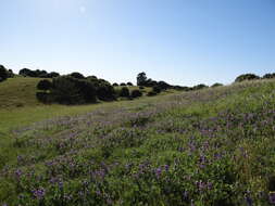 Image de <i>Lupinus <i>microcarpus</i></i> var. microcarpus