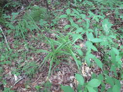Image of Leafy Bulrush