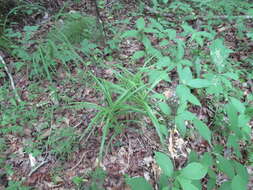 Imagem de Scirpus polyphyllus Vahl