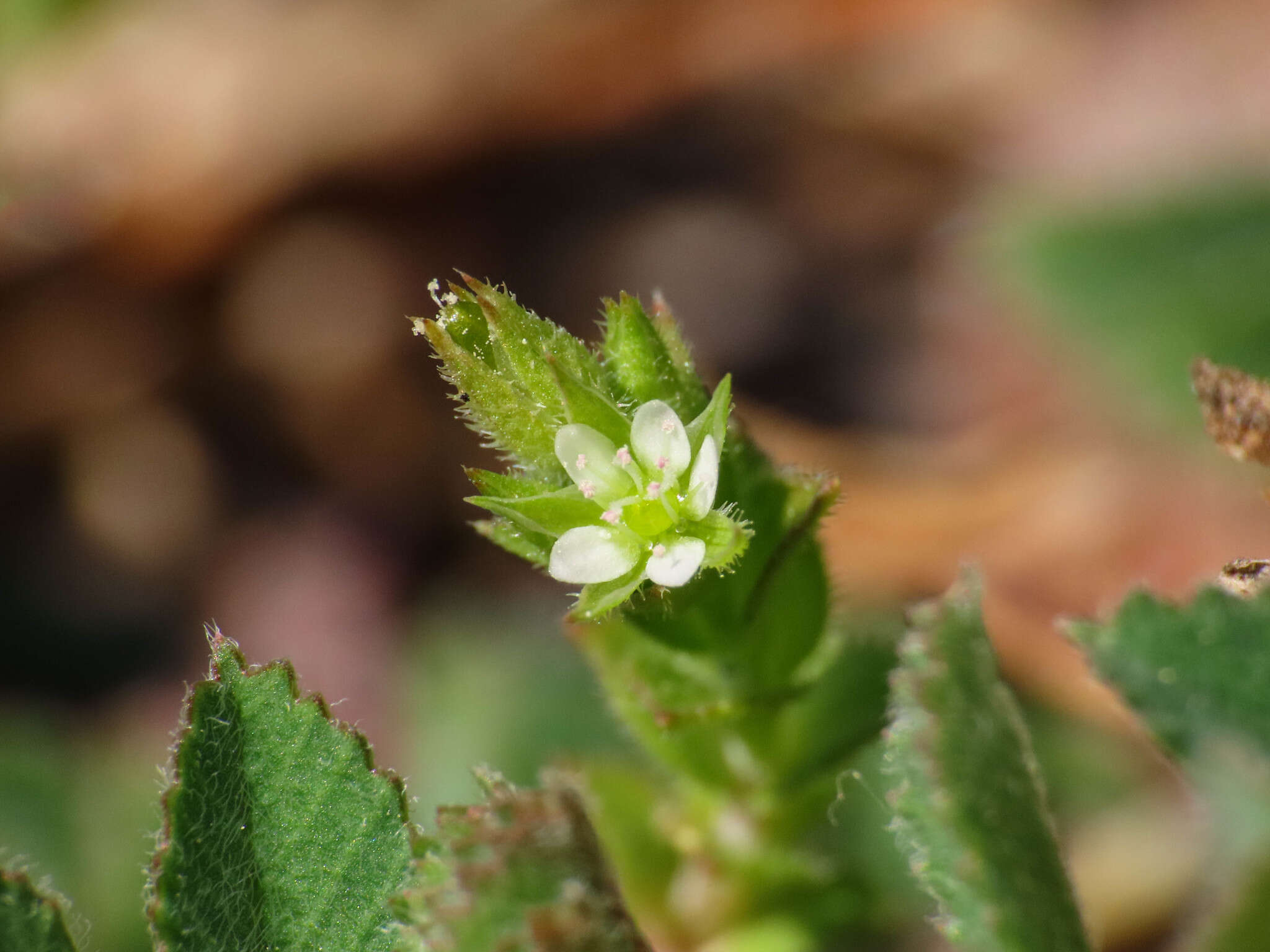 Image of thyme-leaved sandwort