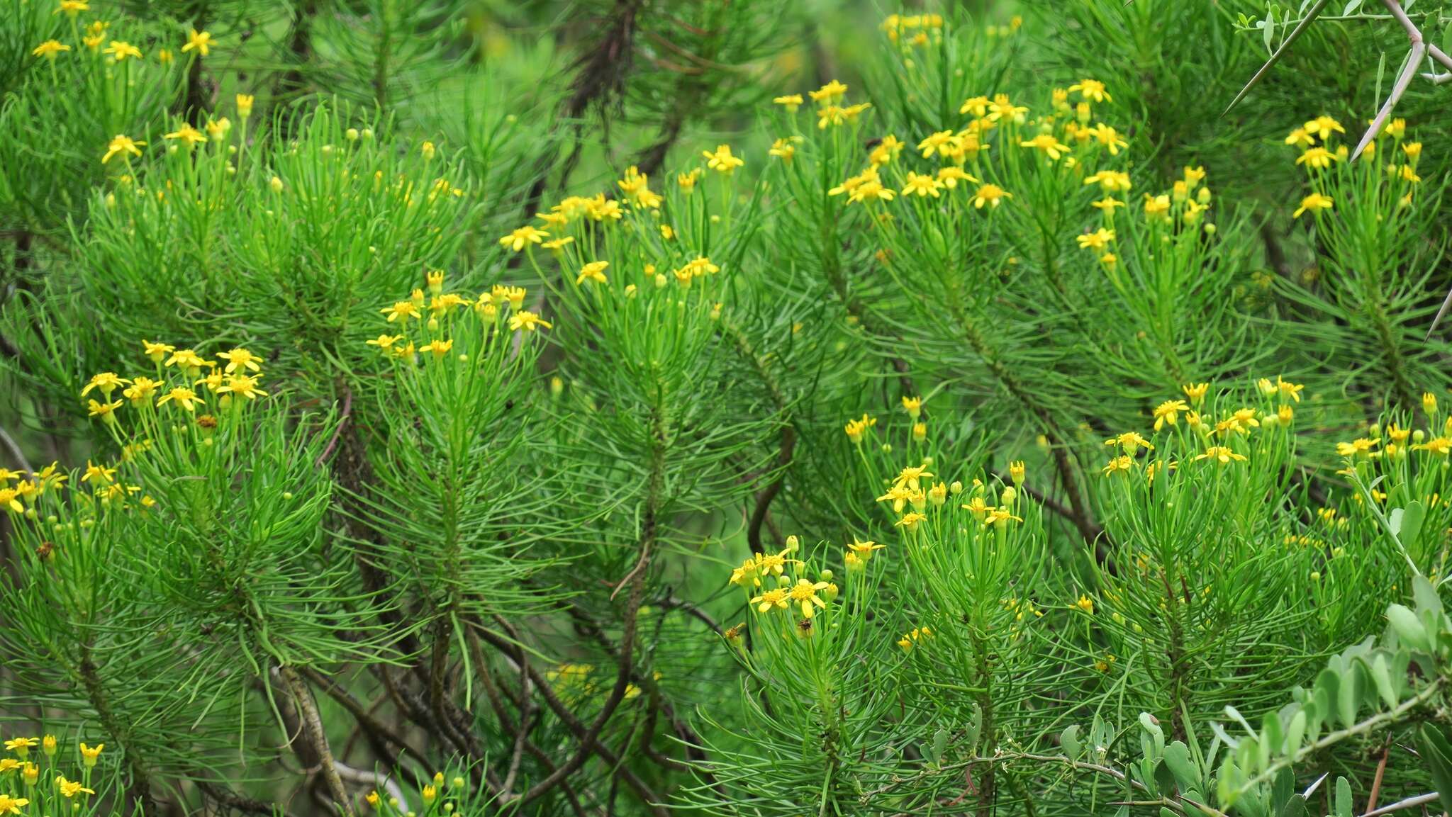 Image of Euryops brevipapposus M. D. Henderson