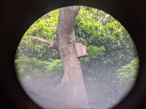 Image of Giant Flying Squirrels