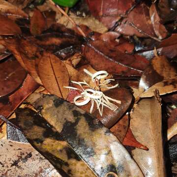 Image of Alangium longiflorum Merr.