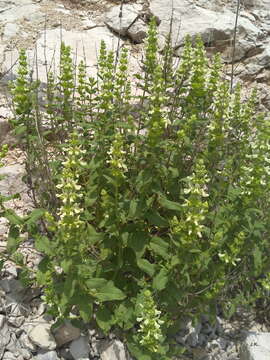 Image of Stachys menthifolia Vis.