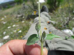 Image of annual bushsunflower