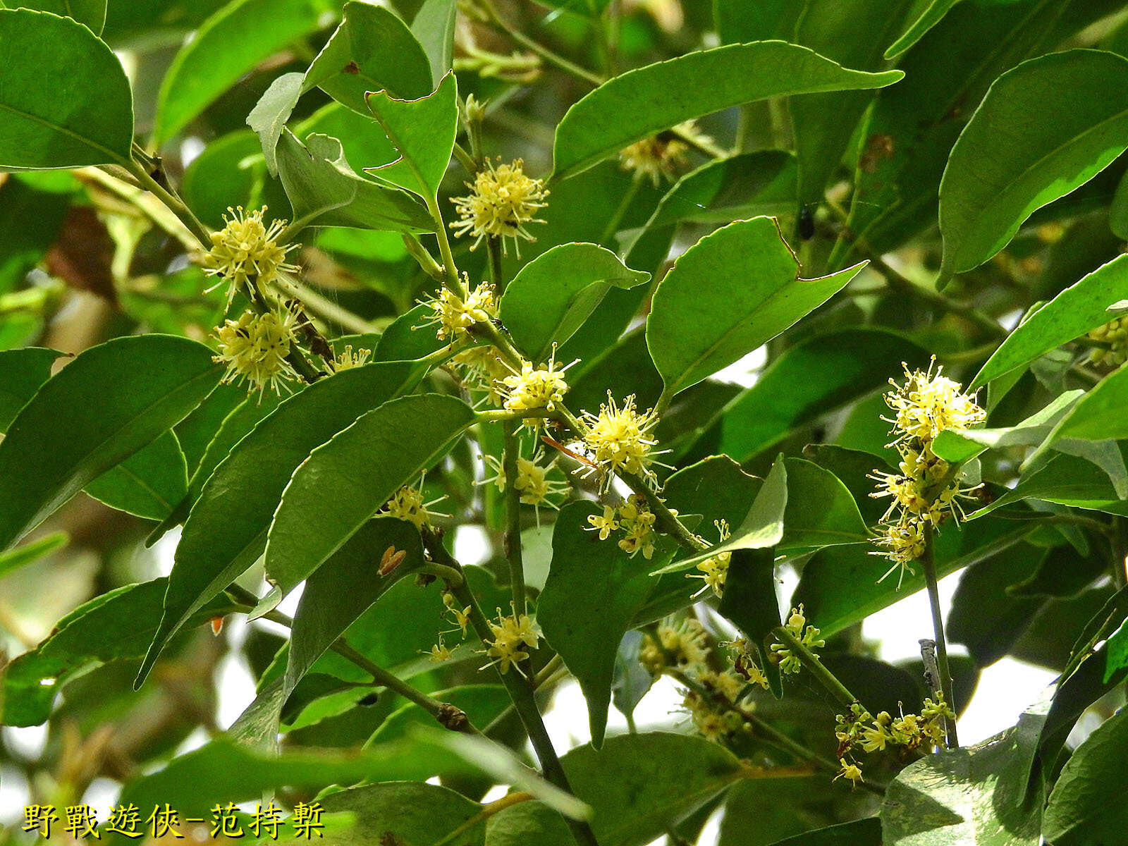 Слика од Ilex ficoidea Hemsl.