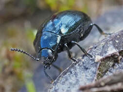 Слика од Phaedon (Phaedon) armoraciae (Linnaeus 1758)