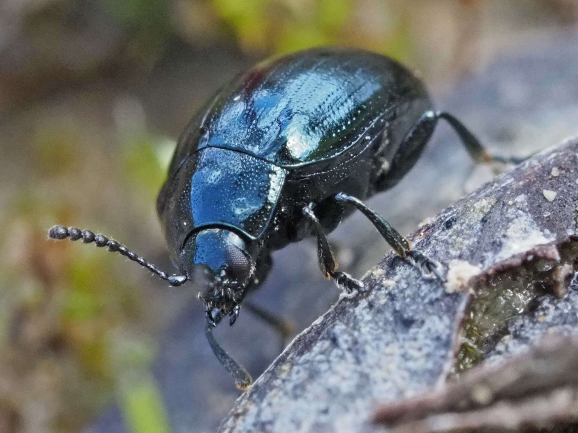 Слика од Phaedon (Phaedon) armoraciae (Linnaeus 1758)