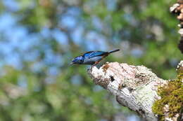 Image of Silvery-breasted Tanager