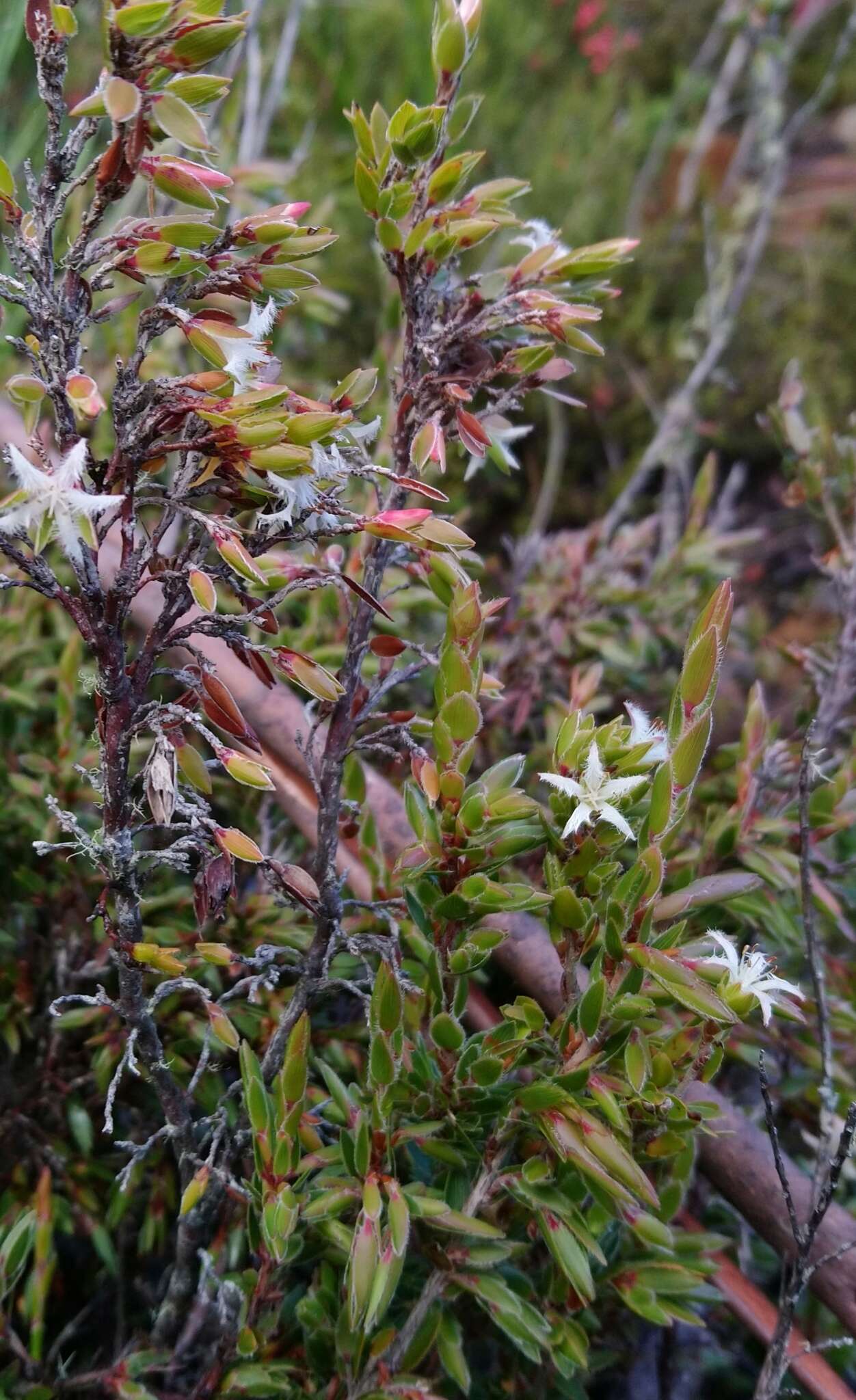 Image de Pentachondra involucrata R. Br.