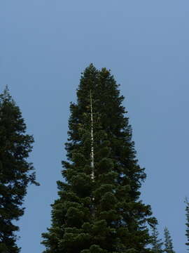 Image de Abies magnifica var. shastensis Lemmon