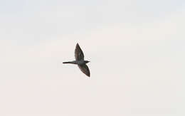 Image of Indian Cuckoo