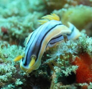 Image of Chromodoris hamiltoni Rudman 1977