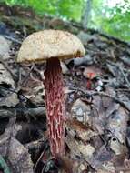 Image of Aureoboletus russellii (Frost) G. Wu & Zhu L. Yang 2016