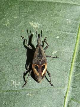 Image of Cactophagus miniatopunctatus Chevrolat & L. A. A. 1882