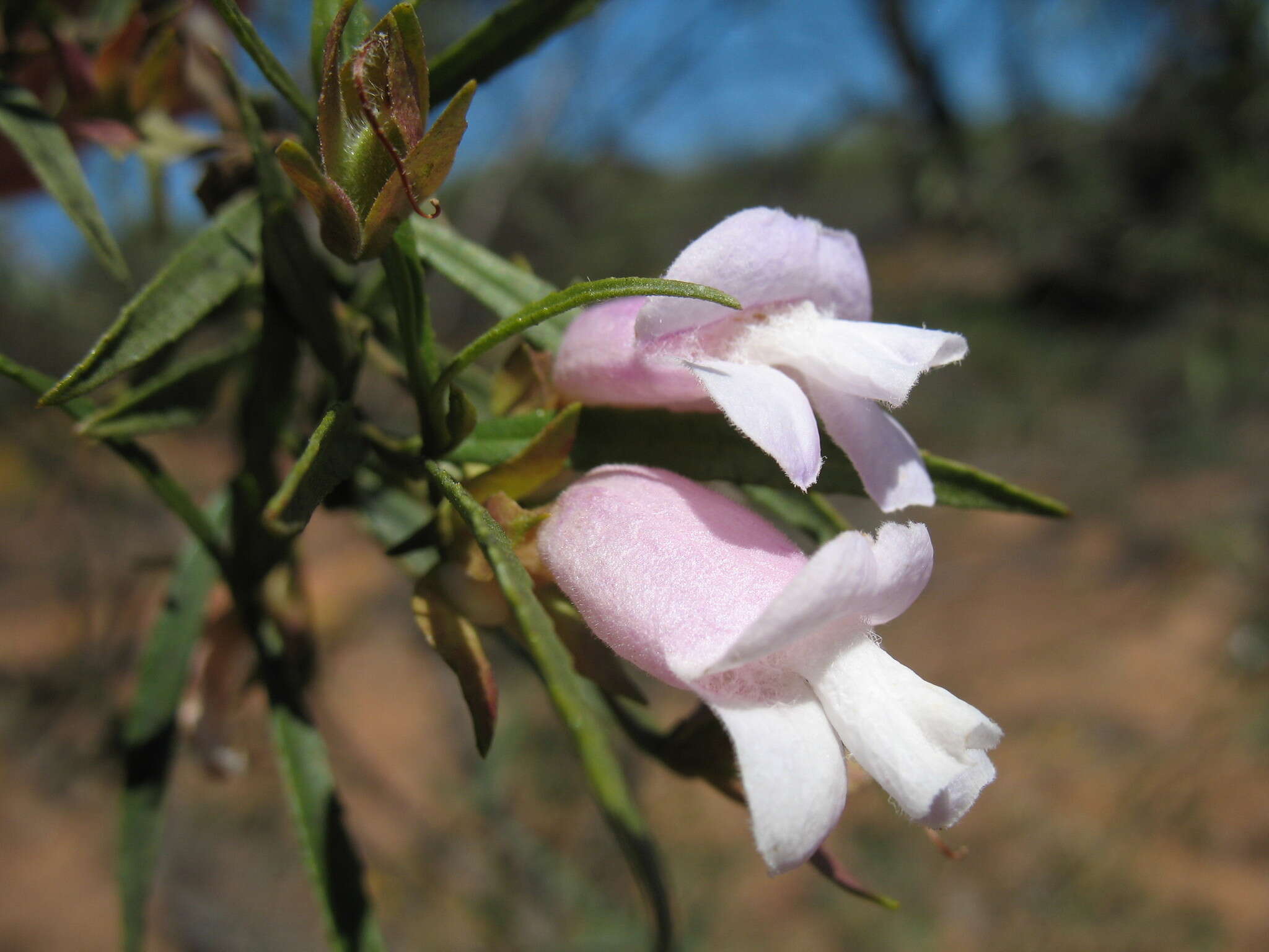 Image of Eremophila clarkei Oldfield & F. Muell.