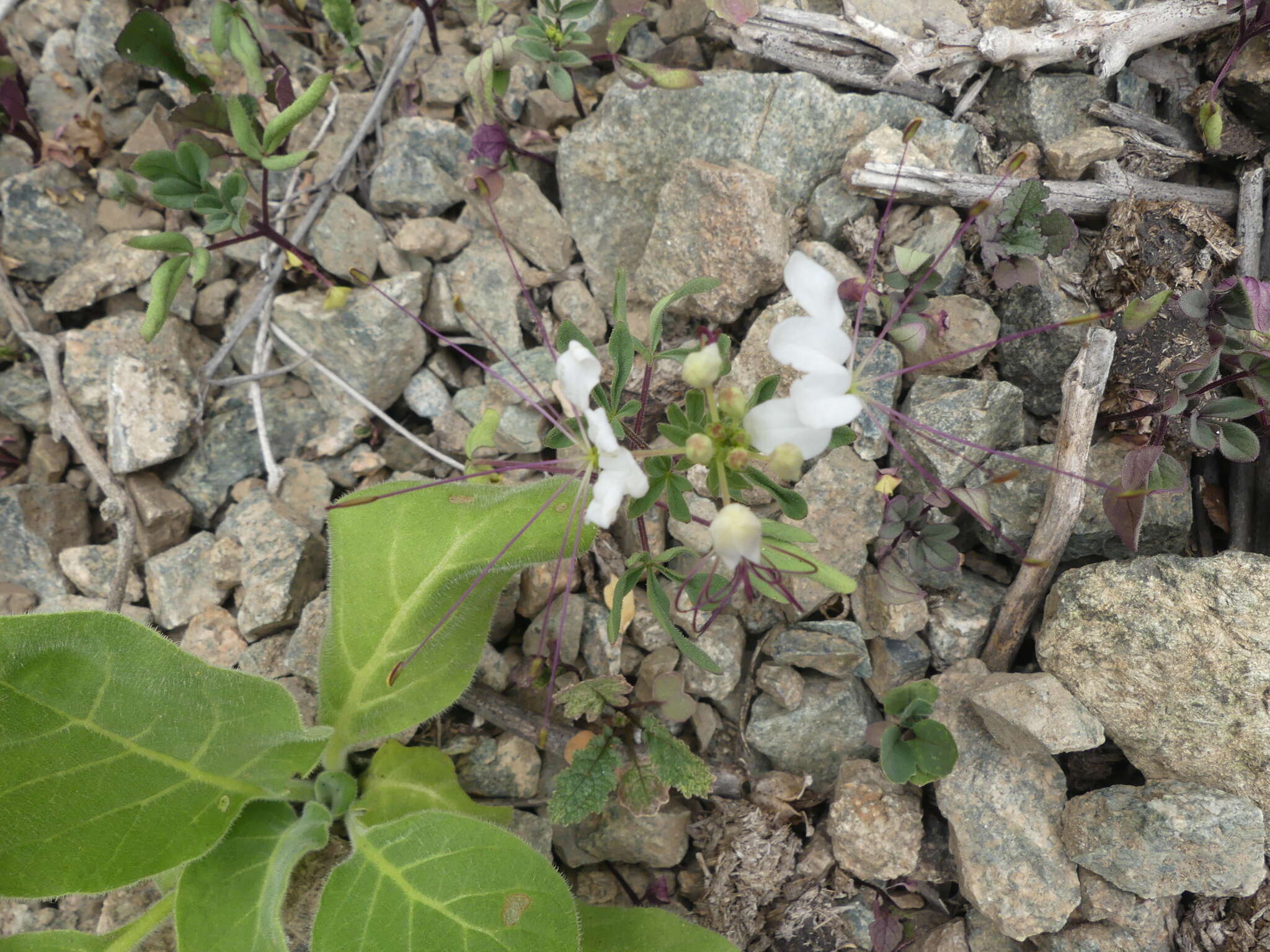 Image of Cleome chilensis DC.